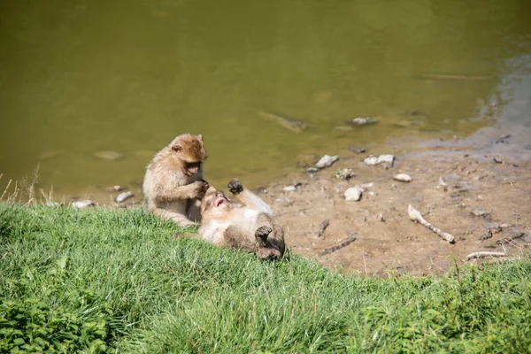 Macacos Berberes Buraco Água — Fotografia de Stock