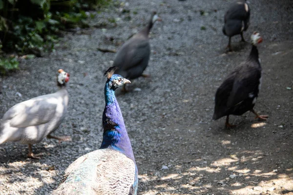 Perlhühner Und Pfau Laufen Herum Und Picken Futter — Stockfoto