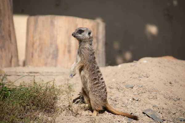 Meerkat Brincando Areia — Fotografia de Stock