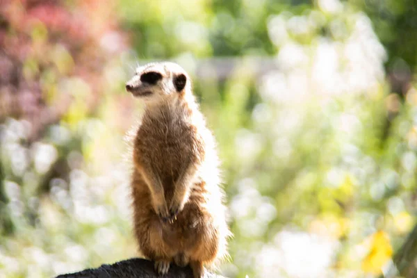 砂の中で遊ぶMeerkat — ストック写真