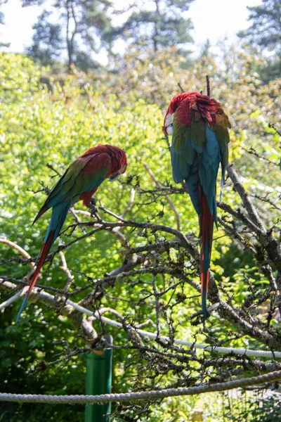 Vermelho Azul Verde Papagaios Grandes América Sul — Fotografia de Stock