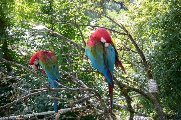 Piros Kék Zöld Nagy Papagájok Dél Amerikából — Stock Fotó