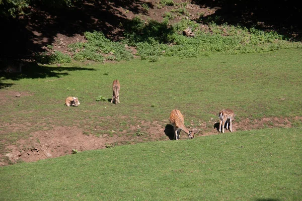 Ciervo Borde Del Bosque Prado — Foto de Stock