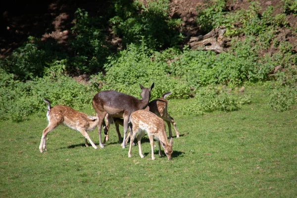 Rehe Waldrand Und Auf Der Wiese — Stockfoto