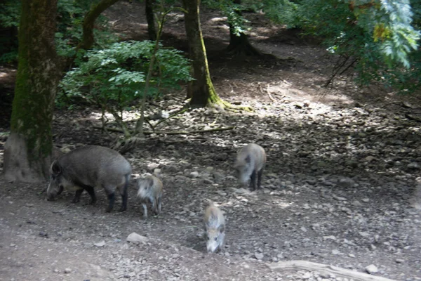 Sanglier Avec Des Jeunes Dans Boue — Photo