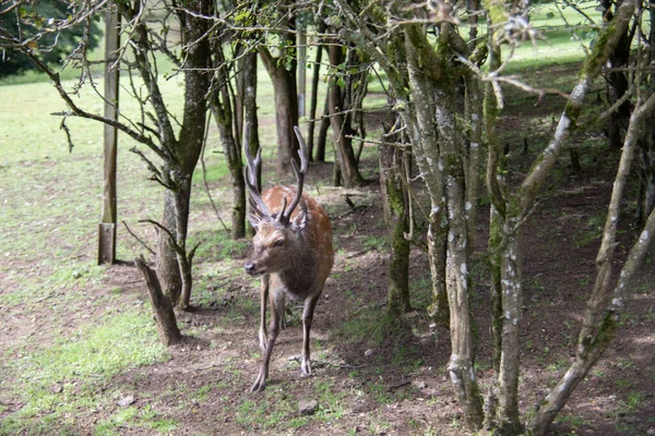 森の端と草原の鹿 — ストック写真