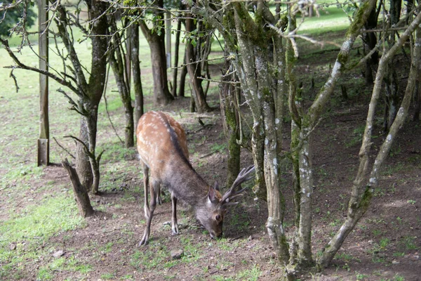 Rehe Waldrand Und Auf Der Wiese — Stockfoto