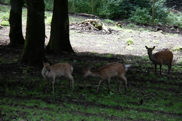 Rehe Waldrand Und Auf Der Wiese — Stockfoto