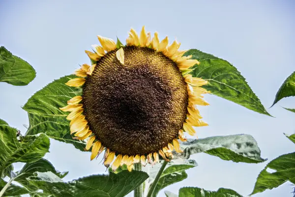 Slunečnice Velkými Zralými Květy Semeny — Stock fotografie