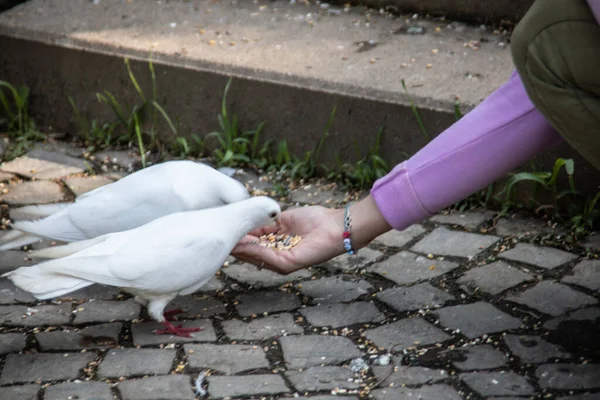 White Pigeon Feeding Hand — Stock Photo, Image