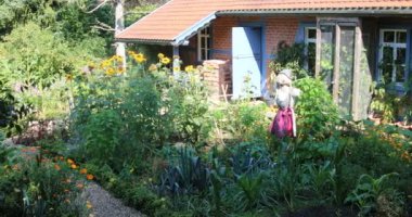 Çayırdaki vahşi renkli çiçekler