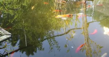 Koy sazan balığı balık havuzunda yüzer.