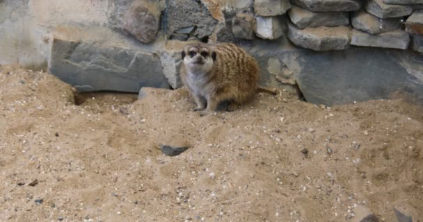 Meerkat Playing Sand — Stock Video