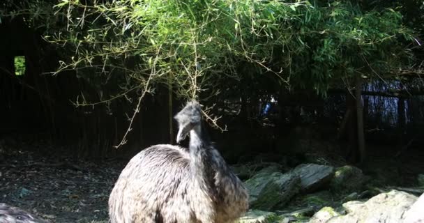 Nandu Com Pescoço Longo Pasto — Vídeo de Stock