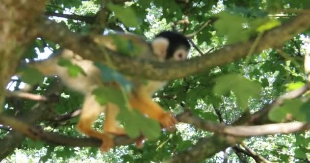 Monos Ardilla Están Trepando Los Árboles — Vídeos de Stock