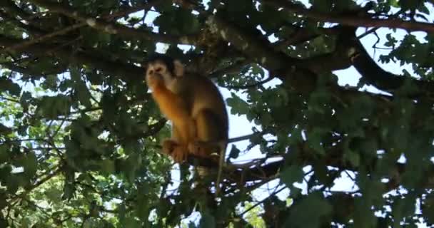 Squirrel Monkeys Memanjat Pohon — Stok Video