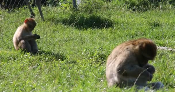 Eichhörnchen Affen Klettern Die Bäume — Stockvideo