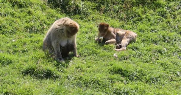 Monos Ardilla Están Trepando Los Árboles — Vídeos de Stock