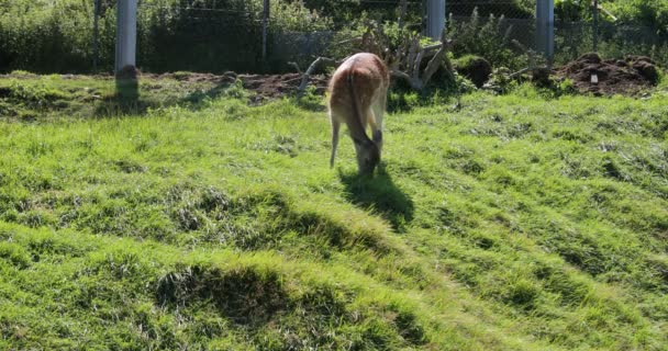 Roe Herten Herten Grazen Aan Rand Van Het Bos — Stockvideo