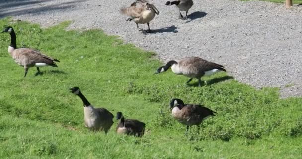 Goose Ripple Water — Stock Video