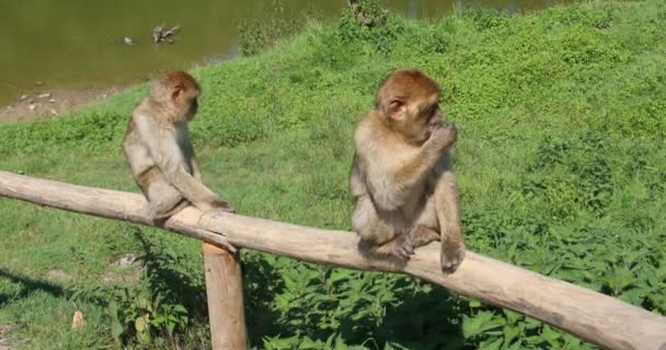 Monos Bereberes Prado Verde — Vídeos de Stock