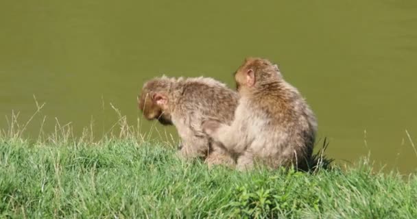 Monos Bereberes Prado Verde — Vídeos de Stock