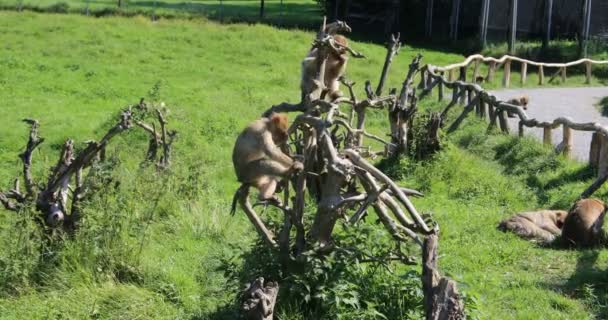 Macacos Berberes Prado Verde — Vídeo de Stock
