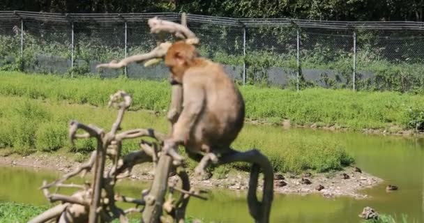 Macacos Berberes Prado Verde — Vídeo de Stock