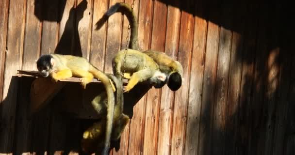 Les Singes Écureuils Grimpent Dans Les Arbres — Video