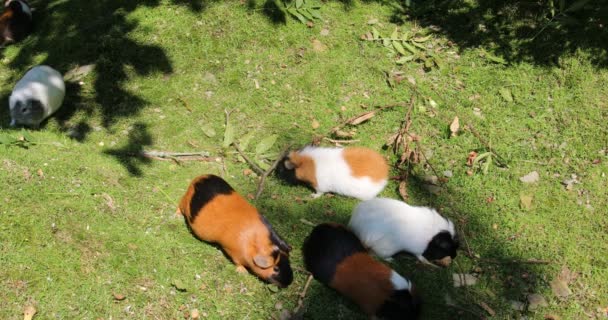 Cobayes Blancs Bruns Comme Animaux Domestiques — Video