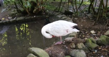 Sudaki kaz dalgalanması