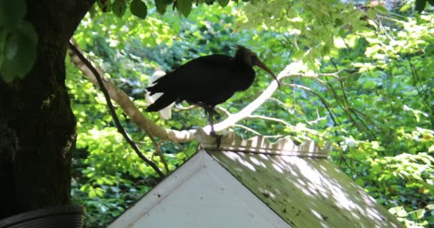 Chickens Peck Roof Forest — Stock Video