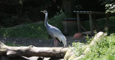 baş kısmı ve uzun boynu olan gri vinç