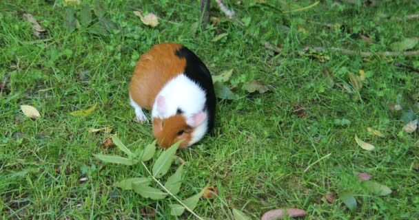 Bruine Witte Cavia Als Huisdier — Stockvideo