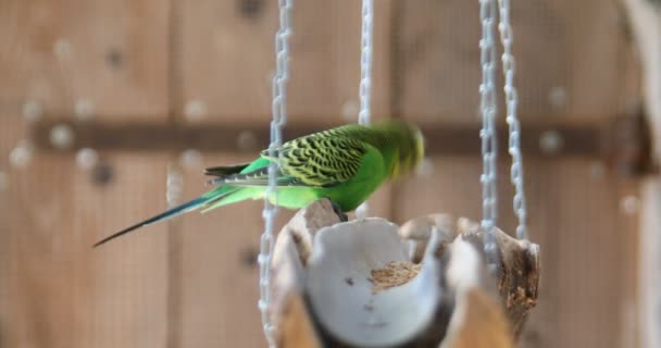 Loros Verdes Azules Rojos América Del Sur — Vídeos de Stock