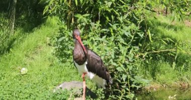 Beyaz ve siyah leylekler çayırda sinsice dolaşıyor.