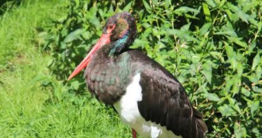 Beyaz ve siyah leylekler çayırda sinsice dolaşıyor.