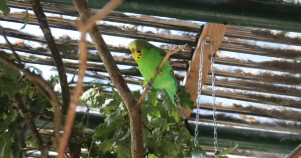 Κόκκινο Μπλε Πράσινο Παπαγάλοι Από Νότια Αμερική — Αρχείο Βίντεο