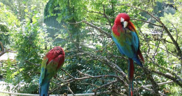 Vermelho Azul Verde Papagaios Grandes América Sul — Vídeo de Stock