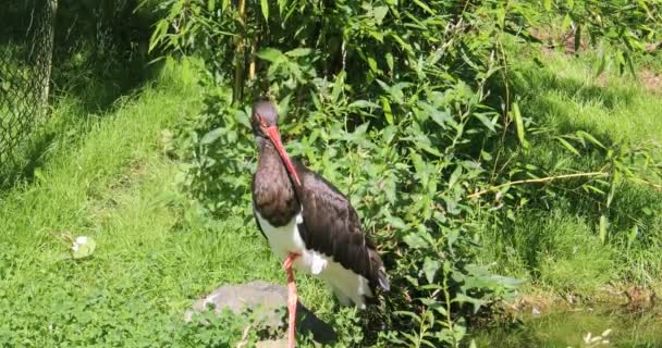 White Black Storks Stalk Meadow — Stock Video