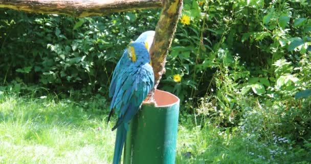 Червоний Синій Зелений Великі Папуги Південної Америки — стокове відео