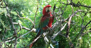 Güney Amerika 'dan kırmızı mavi büyük papağanlar.