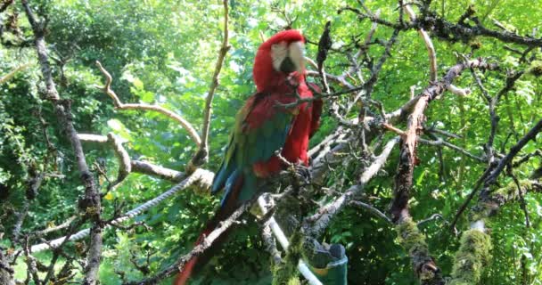 Červená Modrá Zelená Velké Papoušky Jižní Ameriky — Stock video