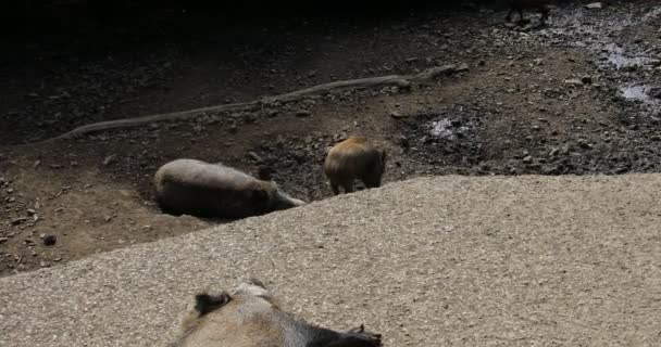 Wildschweine Streifen Auf Der Suche Nach Futter Durch Den Wald — Stockvideo