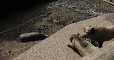 Yaban domuzları ormanda dolaşıp yiyecek arar.