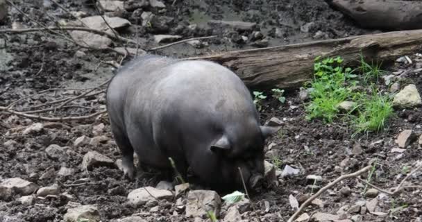 멧돼지들은 먹이를 돌아다닌다 — 비디오