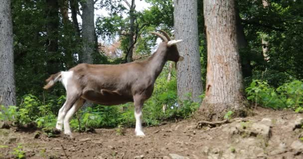 Getter Med Horn Betar Kanten Skogen — Stockvideo