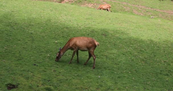 Roe Herten Herten Grazen Aan Rand Van Het Bos — Stockvideo