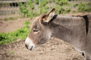 Atlar ve eşekler otlakta yemek yiyor.