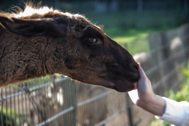 Lama otlakta yemek yerken